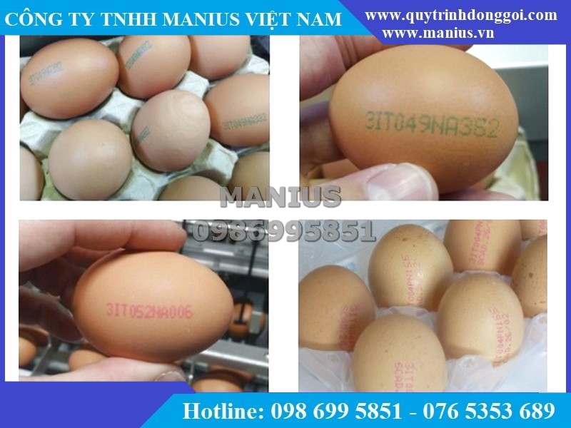 Máy in phun lên trứng gà